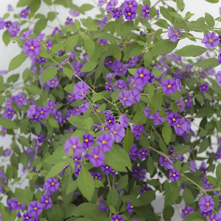 Waldesruh 住宿加早餐酒店 3*