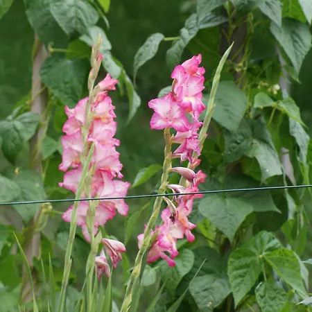 Couette-café Waldesruh 3*