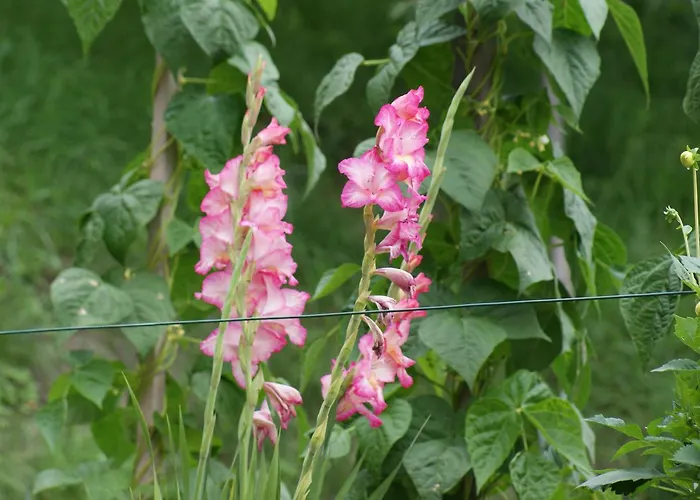 Panzió Waldesruh 3*