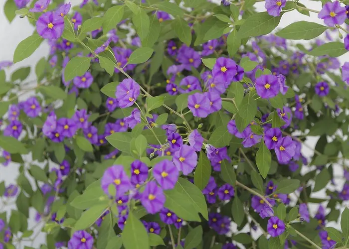 Waldesruh Bed and breakfast 3*